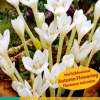 Sale ohgreen 1 bloembol colchicum autumnale album
