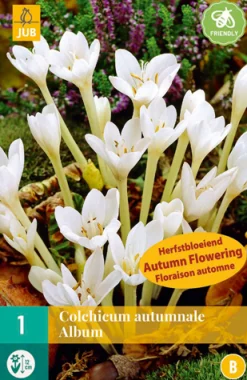 Sale ohgreen 1 bloembol colchicum autumnale album