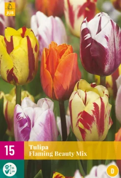 Best ohgreen 15 bloembollen tulipa flaming beauty mix