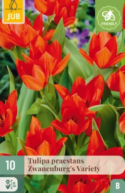 Best ohgreen 10 bloembollen tulipa praestans zwanenburg var.
