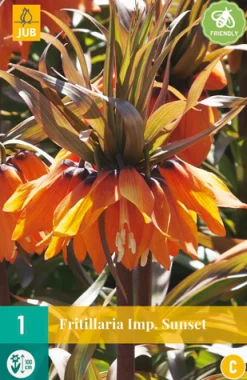 Best ohgreen 1 fritillaria imp. sunset