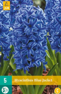 Best ohgreen 5 hyacinthus blue jacket