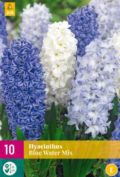 Best ohgreen 10 hyacinthus blue water mix