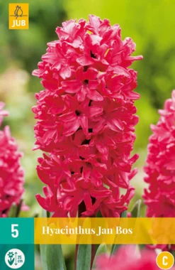 Best ohgreen 5 hyacinthus jan bos