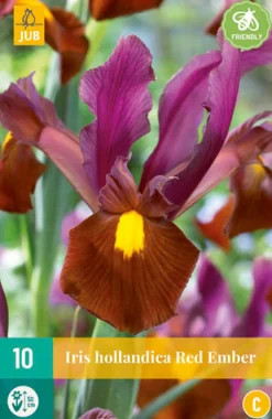 Best ohgreen 10 iris hollandica red ember