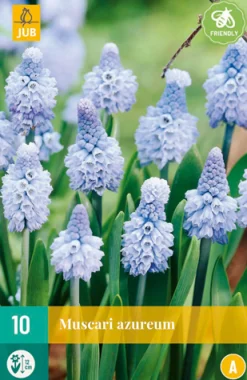 Best ohgreen 10 muscari azureum