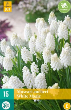 Clearance ohgreen 15 muscari white magic