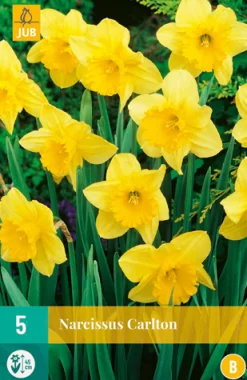 Best ohgreen 5 narcissus carlton