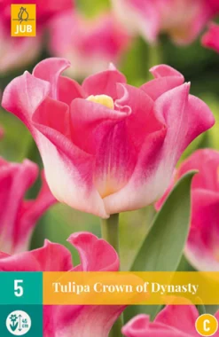 Best ohgreen 5 tulipa crown of dynasty