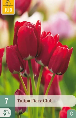 Best ohgreen 7 tulipa fiery club