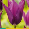 Best ohgreen 7 tulipa purple dream