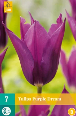 Best ohgreen 7 tulipa purple dream