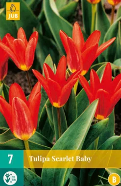 Best ohgreen 7 tulipa scarlet baby
