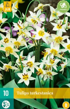 Best ohgreen 10 tulipa turkestanica