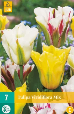 Best ohgreen 7 tulipa viridiflora mix