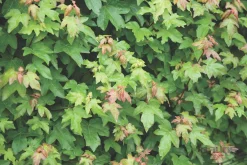 Best ohgreen Acer campestre blote wortel 80/100 cm