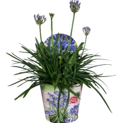 Discount ohgreen Agapanthus of afrikaanse lelie summer love blue p17 h40