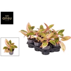 Discount ohgreen Aglaonema salmon fantasy