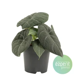 Clearance ohgreen Alocasia Grey Dragon