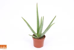 Discount ohgreen Aloe Vera