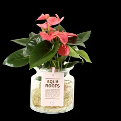 Clearance ohgreen Anthurium sierglas