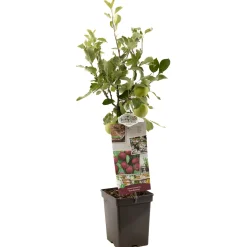 Best ohgreen Appel patioboompje malus domestica rood boskoop