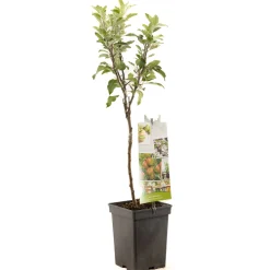 Best ohgreen Appel patioboompje malus domestica