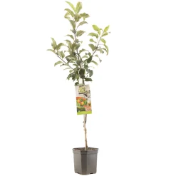Online ohgreen Appelboom malus domestica delcorf laagstam