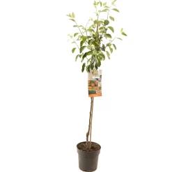 Best ohgreen Appelboom malus domestica james grieve halfstam