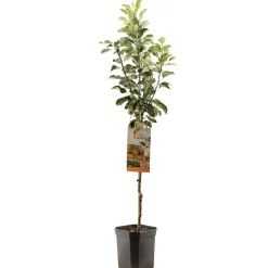 Best ohgreen Appelboom malus domestica james grieve laagstam