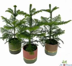 Discount ohgreen Araucaria in keramiek