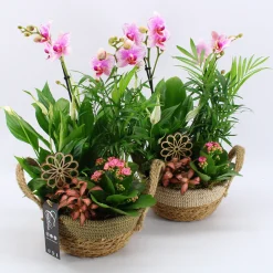 New ohgreen Arrangement orchidee p21 h35