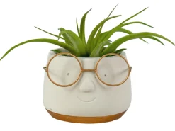Clearance ohgreen Arrangement Tillandsia (luchtplantje)
