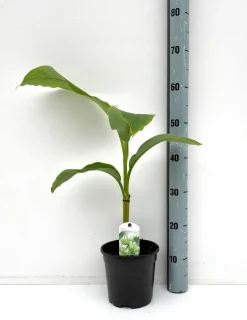 New ohgreen Bananenplant Musa Basjoo