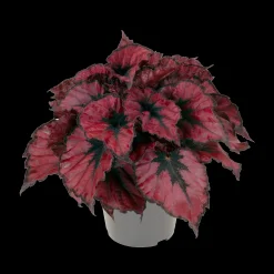 Best ohgreen Begonia Kohala Red