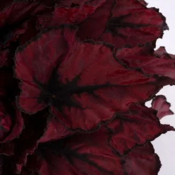 Best ohgreen Begonia Kohala Red
