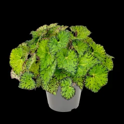 Clearance ohgreen Begonia Lime Fever