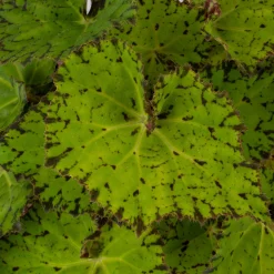 Clearance ohgreen Begonia Lime Fever