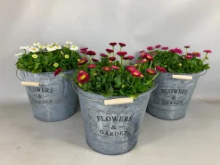 Clearance ohgreen Bellis in zinken emmer