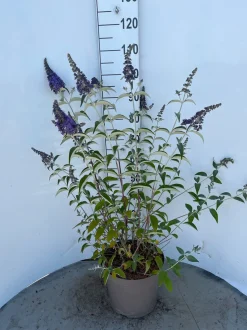 Best ohgreen Buddleja davidii Empire Blue ( Vlinderstruik )