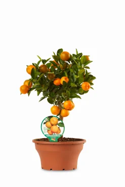 Hot ohgreen Calamondino ciotola