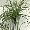 Clearance ohgreen Carex feather falls p17