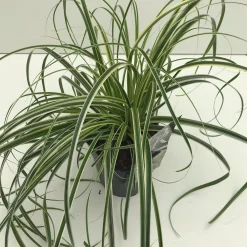 Clearance ohgreen Carex feather falls p17