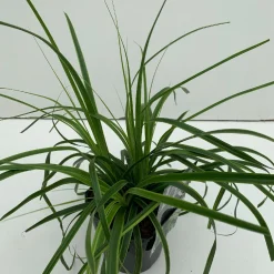 Discount ohgreen Carex oshimensis Everlime ( Zegge )