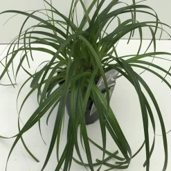 Best ohgreen Carex ribbon falls