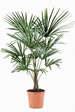New ohgreen Chinese waaierpalm p22