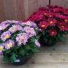 Sale ohgreen chrysant schaal