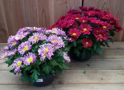 Sale ohgreen chrysant schaal