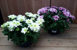 Sale ohgreen chrysant schaal