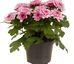 Sale ohgreen Chrysanthemum dubbel roze ( Chrysant )
